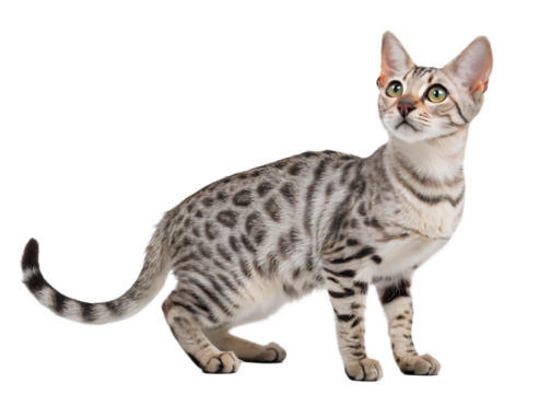 Bengal cat with striking markings standing gracefully