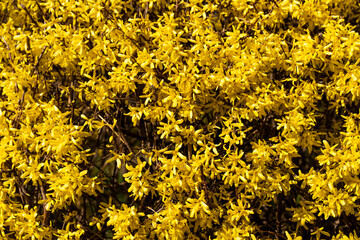 Rozkwitające żółte kwiaty intensywność koloru i naturalna forma