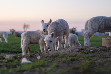 Naklejka premium A group of baby sheep are grazing in a field