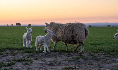 Fototapeta premium A mother sheep is walking with her two lambs in a field