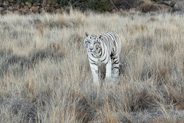 white tiger walking through dried grasses in a conservation reserve