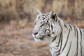Fototapeta na wymiar close up portrait of the head of a white tiger