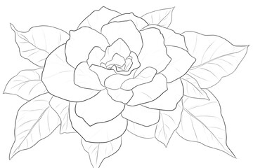 Color Gardenia Flower Coloring Page