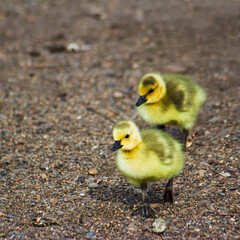 2 Early Spring Fuzzy, Adorable, Cute Yellow, Goslings (Baby Geese) Happily Walk on the Sand w/Texture - Spring, Easter, Seasons, New Life, 