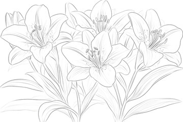 Coloring Lilies: Botanical Line Art Page