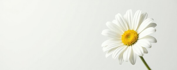 Obraz premium White daisy flower isolated on plain background, floral, color, flower