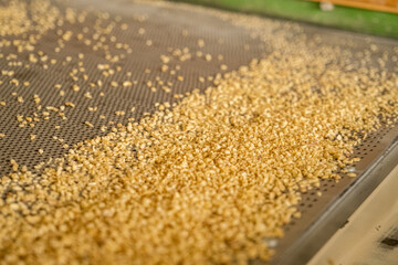 Harvested bulgur grains being sorted by size through industrial sieving process in factory, Sivas,...