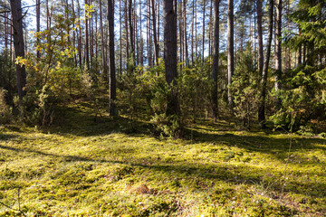 Obraz premium the sun illuminates part of the forest in the autumn season during leaf fall