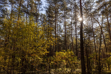Obraz premium mixed forest in a hilly area with hills