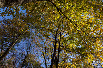Fototapeta premium trees during the fall of yellowed foliage in the park