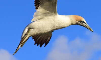  an australasian gannett in flight over the muriwai gannet colony at otakamiro point on muriwai beach on the west coast of the north island of new zealand, on a sunny summer day