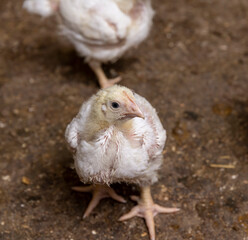 a poultry farm where chicken are raised to produce meat products
