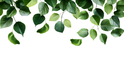 Green Tree Leaves Cut Out on Transparent Background for Creative Design Projects.