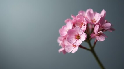 Obraz premium Close-up of pink flowers blooming on a stem against a smooth teal background.