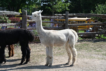 fluffy alpaca on a farm