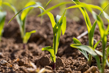 a monocultural field with fresh corn sprouts in fertile soil with fertilizers