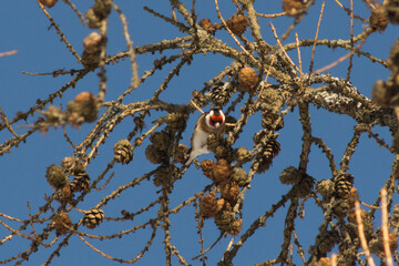 goldfinch (carduelis carduelis)