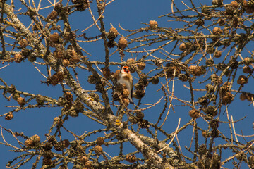 goldfinch (carduelis carduelis)