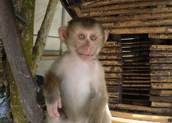 A small eager and curious monkey