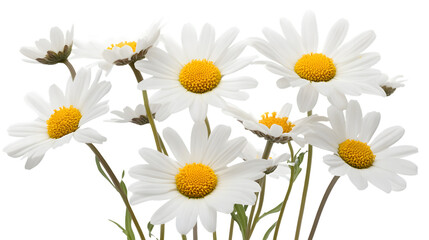 Obraz premium Isolated Cutout Bunch of Oxeye Daisy Flowers on Transparent Background for Design Projects