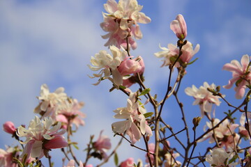 満開の木蓮の花