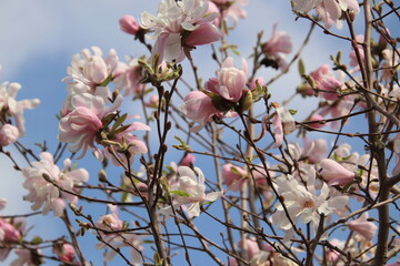満開の木蓮の花