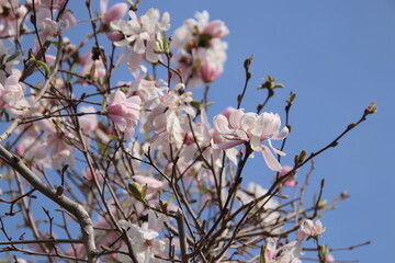 満開の木蓮の花