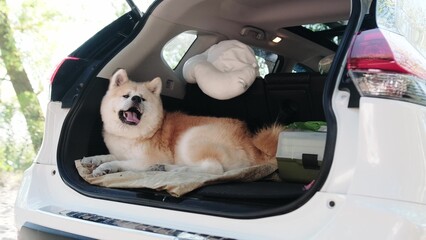 Cute Akita Inu lying in the open car trunk. Slow motion