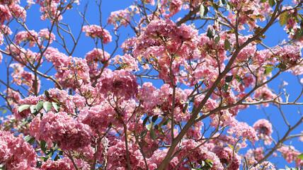Flores rosas mexicano