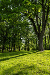 Obraz premium deciduous maple trees and other trees in the park in sunny weather, landscape