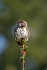 Eurasian pygmy owl (Glaucidium passerinum). Owl leans slightly forward with keen look atop narrow spruce shoot. Forest clearing with blue sky hints. Curious look adds life to the portrait.