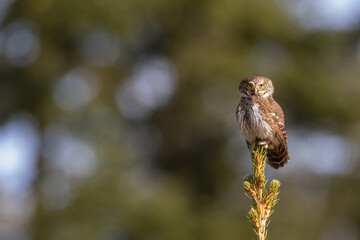 Eurasian Pygmy Owl (Glaucidium passerinum). Owl Perched on Spruce Tip. Coniferous forest clearing. The golden light enhances the tiny predator’s intensity.