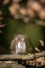 Eurasian pygmy owl (Glaucidium passerinum). Strigidae perched still on mossy branch scanning forest shadows. Deciduous undergrowth in filtered light. Golden eyes glow in dappled woodland shade