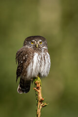 Eurasian Pygmy Owl (Glaucidium passerinum). Owl resting low on pine branch with dense needle cover. Backlit green forest creates a warm, intimate woodland scene.