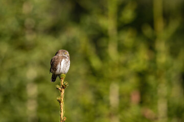 Common Buzzard (Buteo buteo). Buzzard firmly perched on stump with focused gaze. Dry grassy surroundings offer muted canvas for bird’s crisp feather texture and strength.