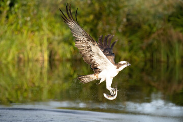 Osprey (Pandion haliaetus). Accipitridae Seizing fish mid-flight with talons curved forward. Green...