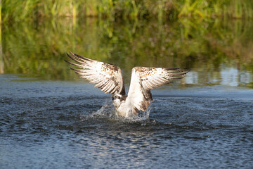 Osprey (Pandion haliaetus). Accipitridae Lifting heavy prey while water droplets trail off its feathers. Reflective water and blurred reeds in the background. Moment of tension captured mid-flight.
