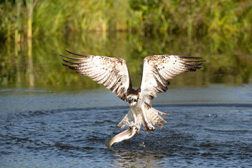 Osprey (Pandion haliaetus). Pandion haliaetus Lifts off with wide wings as it clutches a trout from...
