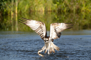 Osprey (Pandion haliaetus). Pandion haliaetus Ascends vertically from water grasping large trout...