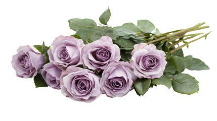 Stunning Lavender Rose Flower on White Isolated Background for Graphic Design Professionals