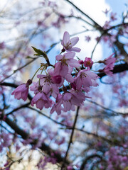 Selective focus of Beautiful cherry blossom