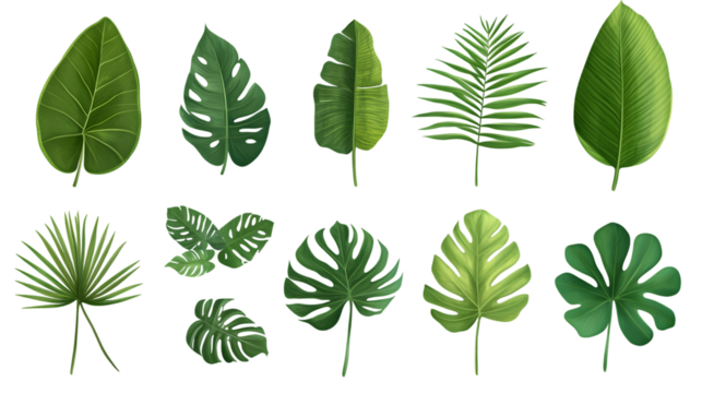 Vibrant Tropical Leaves Collection on Transparent Background Ideal for Creative Design Projects
