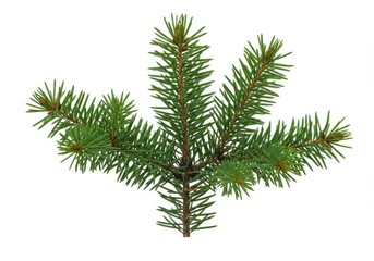 Naklejka premium Photorealistic pine branches vibrant green