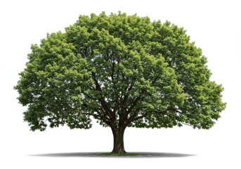 Obraz premium large mature tree isolated white BACKGROUND