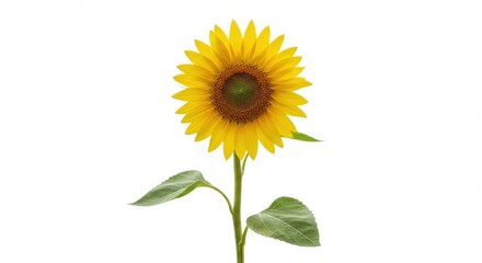 Fototapeta premium vibrant sunflower single stem bright isolated white background