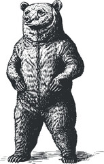 Fototapeta premium Detailed black and white illustration of a standing bear in a vintage sketch style.
