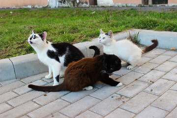Three playful cats exploring a park area during a sunny afternoon in a vibrant neighborhood setting