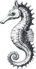 Fototapeta premium Intricate black and white illustration of a seahorse showcasing detailed marine life art.
