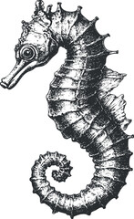 Fototapeta premium Detailed black and white illustration of a seahorse, showcasing intricate design and marine life.