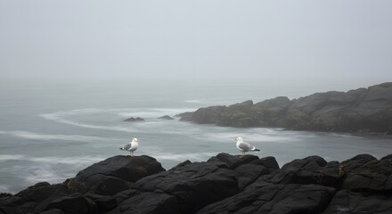 Seagulls Standoff on Rocky Shoreline Amidst a Mystical Fogscape
